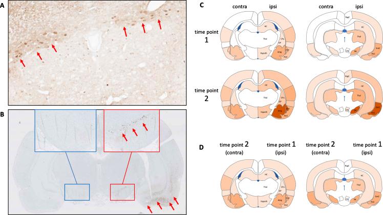 https://cdn.ncbi.nlm.nih.gov/pmc/blobs/abf7/8150555/f82ec17ca9f6/jpd-11-jpd202481-g004.jpg