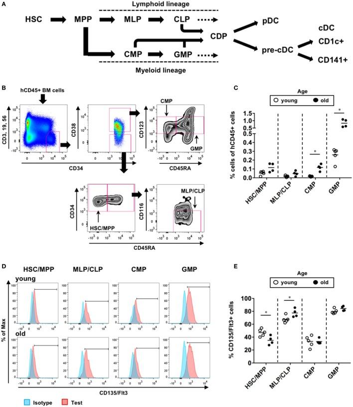 https://cdn.ncbi.nlm.nih.gov/pmc/blobs/abff/5985304/5f329428f8f5/fimmu-09-01042-g006.jpg