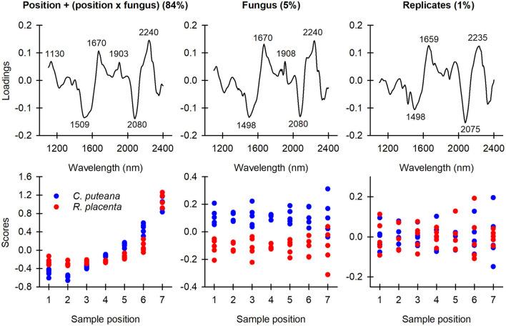 https://cdn.ncbi.nlm.nih.gov/pmc/blobs/ac00/9315348/ca54593a6f47/fpls-13-940745-g0003.jpg