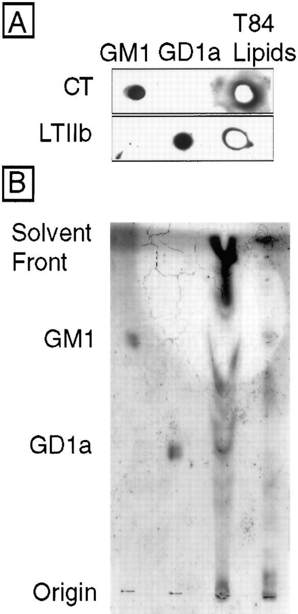 https://cdn.ncbi.nlm.nih.gov/pmc/blobs/ac01/2132772/5d3f3458bb0a/JCB29403.f2.jpg