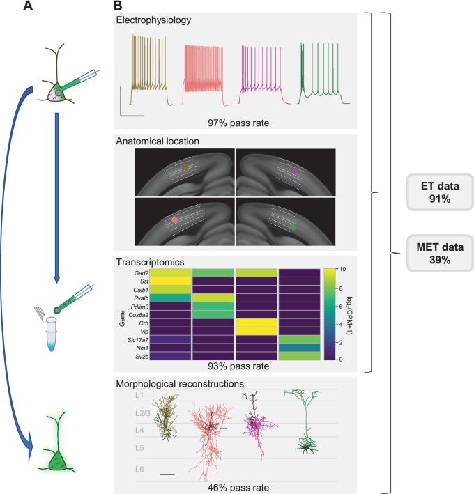 https://cdn.ncbi.nlm.nih.gov/pmc/blobs/ac04/8428855/0bd0fd8cbbd2/elife-65482-fig1.jpg