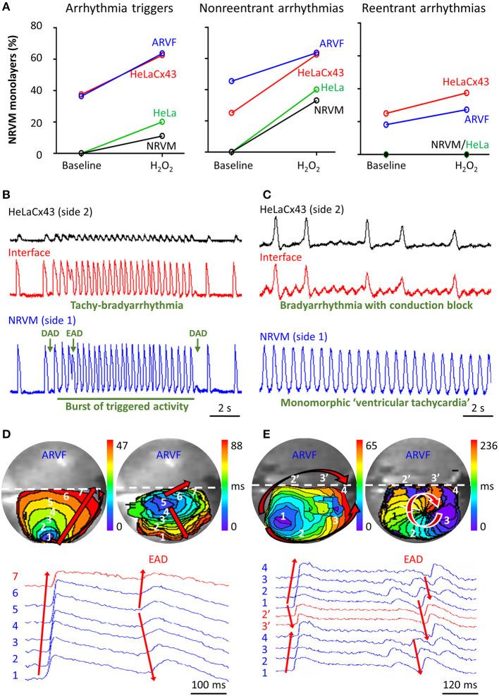 https://cdn.ncbi.nlm.nih.gov/pmc/blobs/ac07/7884825/386a1606a9ca/fphys-11-622613-g0005.jpg