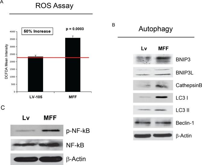 https://cdn.ncbi.nlm.nih.gov/pmc/blobs/ac09/3478457/a19ea7da1a61/oncotarget-08-798-g005.jpg