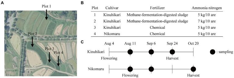 https://cdn.ncbi.nlm.nih.gov/pmc/blobs/ac0a/9669790/1a7f7cfeffdc/fmicb-13-1024640-g001.jpg