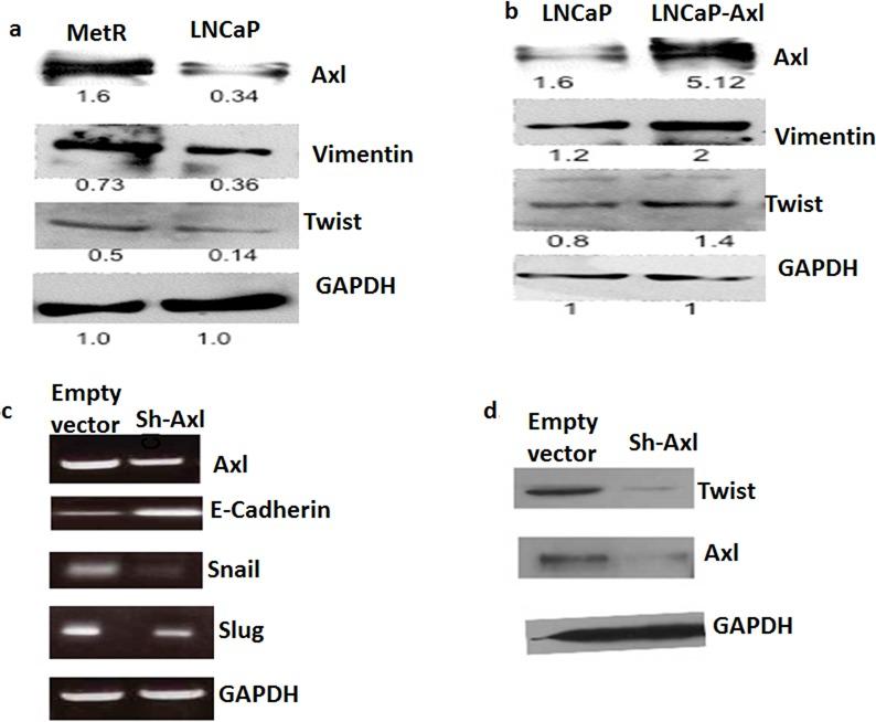 https://cdn.ncbi.nlm.nih.gov/pmc/blobs/ac0e/4558154/103b0bdc02f8/oncotarget-06-15321-g006.jpg