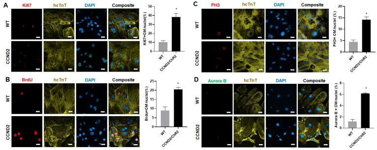 https://cdn.ncbi.nlm.nih.gov/pmc/blobs/ac0e/8946017/12e48a330468/cells-11-00951-g002.jpg