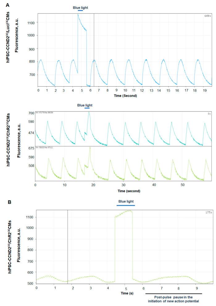 https://cdn.ncbi.nlm.nih.gov/pmc/blobs/ac0e/8946017/f162d77a07e3/cells-11-00951-g004.jpg