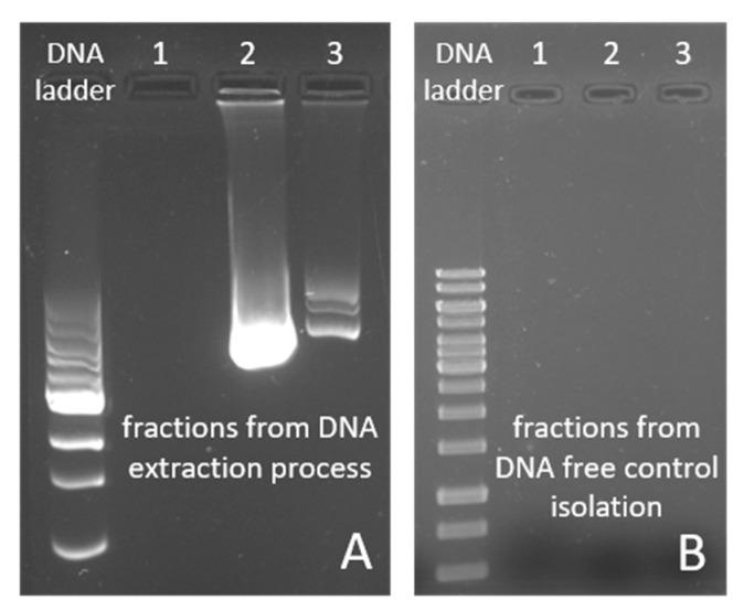 https://cdn.ncbi.nlm.nih.gov/pmc/blobs/ac0e/9917137/37e0c694c424/ijms-24-02156-g006.jpg
