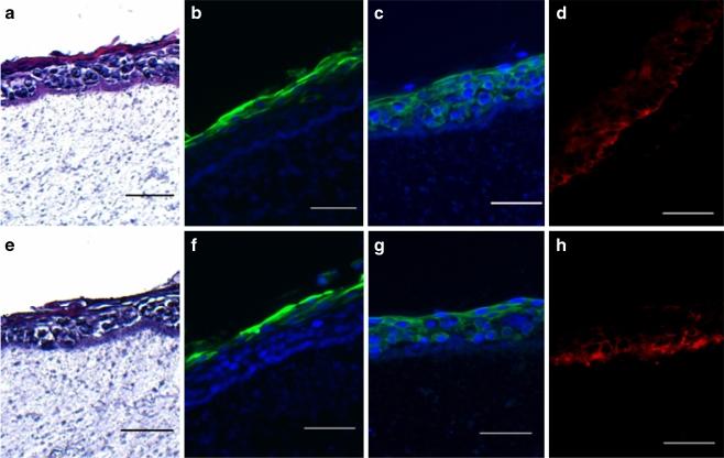 https://cdn.ncbi.nlm.nih.gov/pmc/blobs/ac0f/2862945/32f368711a7f/11626_2009_9265_Fig6_HTML.jpg