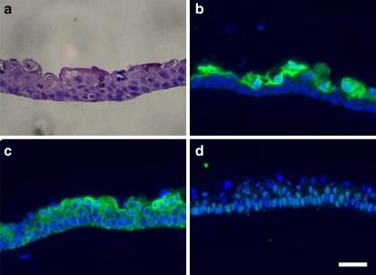 https://cdn.ncbi.nlm.nih.gov/pmc/blobs/ac0f/2862945/9580d4adf361/11626_2009_9265_Fig5_HTML.jpg