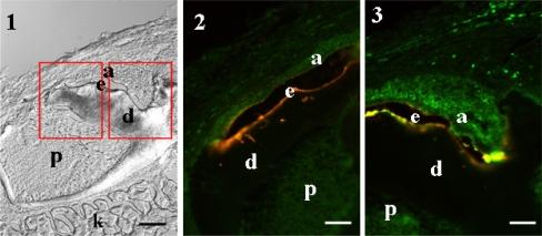 https://cdn.ncbi.nlm.nih.gov/pmc/blobs/ac0f/2862945/a9b7c43eb714/11626_2009_9265_Fig8_HTML.jpg