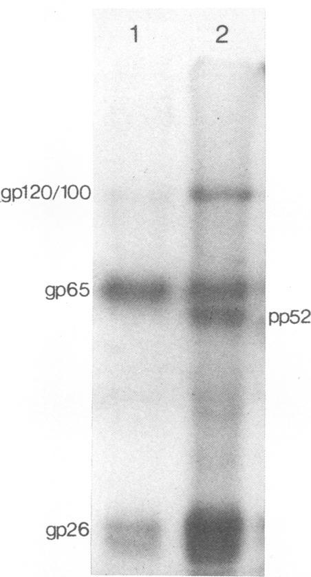 https://cdn.ncbi.nlm.nih.gov/pmc/blobs/ac10/256895/a03de8e9aee3/jvirol00158-0360-a.jpg