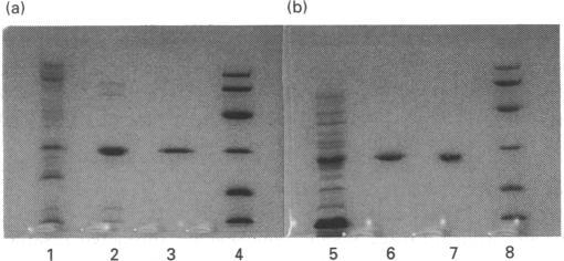 https://cdn.ncbi.nlm.nih.gov/pmc/blobs/ac13/1132494/b8d058467e04/biochemj00114-0148-a.jpg