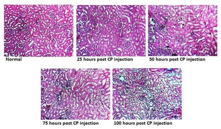 https://cdn.ncbi.nlm.nih.gov/pmc/blobs/ac13/5607978/a81bfab01dc3/jnp-6-163-g002.jpg