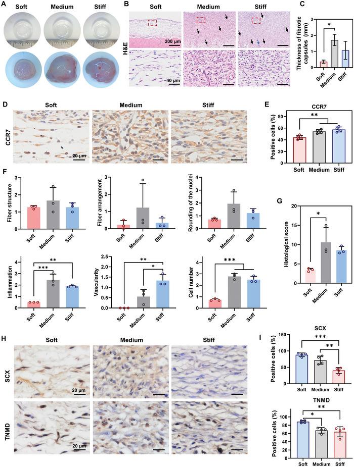 https://cdn.ncbi.nlm.nih.gov/pmc/blobs/ac14/10265049/3d9a65cc53fd/ADVS-10-2206814-g006.jpg