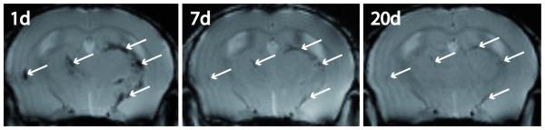 https://cdn.ncbi.nlm.nih.gov/pmc/blobs/ac16/2731086/c1b6959fba6a/1742-2094-6-20-5.jpg