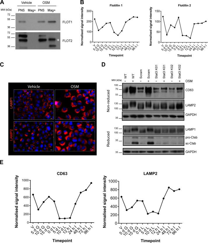 https://cdn.ncbi.nlm.nih.gov/pmc/blobs/ac17/5868265/c570459d4255/zbc0111882940005.jpg
