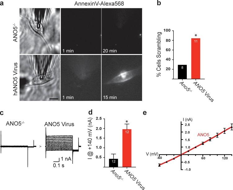 https://cdn.ncbi.nlm.nih.gov/pmc/blobs/ac19/6219693/3ffe1c649a5a/JGP_201812097_Fig7.jpg