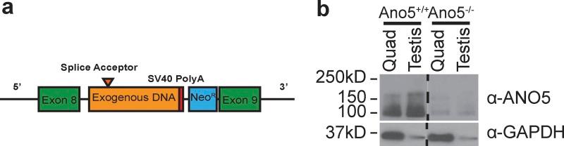 https://cdn.ncbi.nlm.nih.gov/pmc/blobs/ac19/6219693/9e068416513d/JGP_201812097_Fig4.jpg