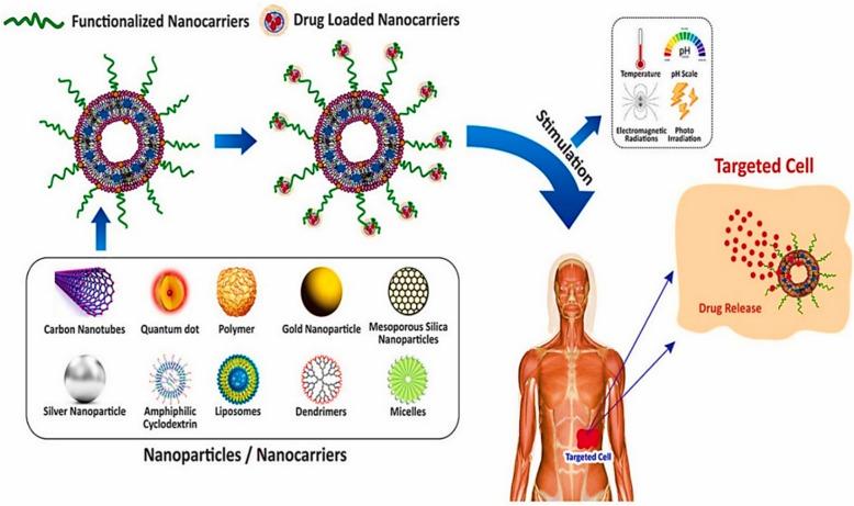 https://cdn.ncbi.nlm.nih.gov/pmc/blobs/ac1e/12128481/0a0a2af995a4/40001_2025_2696_Fig7_HTML.jpg