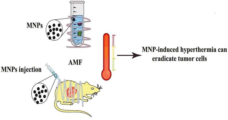 https://cdn.ncbi.nlm.nih.gov/pmc/blobs/ac1e/12128481/1f68a993534d/40001_2025_2696_Fig6_HTML.jpg