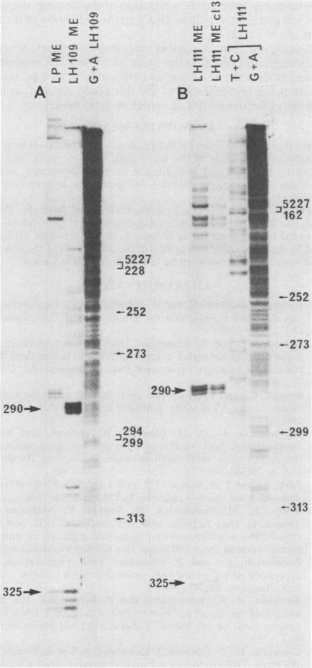 https://cdn.ncbi.nlm.nih.gov/pmc/blobs/ac1e/255596/f17f5fec6cfd/jvirol00133-0179-a.jpg