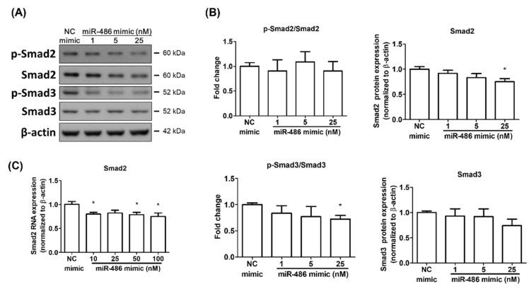 https://cdn.ncbi.nlm.nih.gov/pmc/blobs/ac1f/9499400/b209eb102abb/ijms-23-10400-g003.jpg