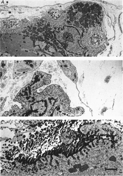https://cdn.ncbi.nlm.nih.gov/pmc/blobs/ac21/1190492/7b6c75e445ed/jphysiol00492-0507-a.jpg