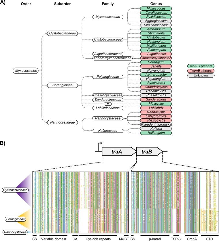 https://cdn.ncbi.nlm.nih.gov/pmc/blobs/ac21/6372800/3ef5ffc17173/mBio.02751-18-f0001.jpg
