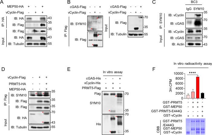https://cdn.ncbi.nlm.nih.gov/pmc/blobs/ac22/11421797/511b49f5f4c7/ppat.1012535.g005.jpg