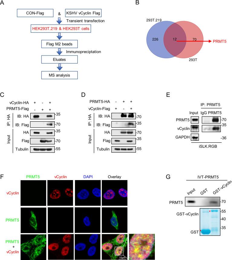 https://cdn.ncbi.nlm.nih.gov/pmc/blobs/ac22/11421797/5a65bac5e158/ppat.1012535.g001.jpg