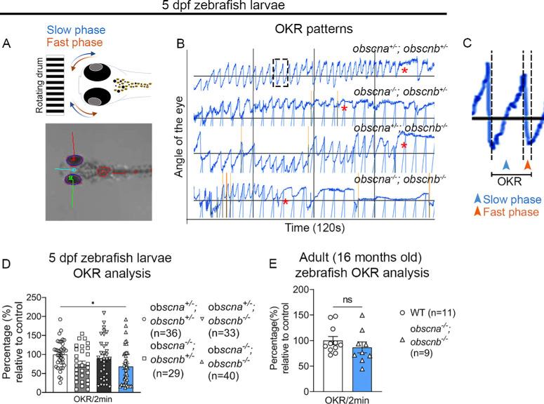 https://cdn.ncbi.nlm.nih.gov/pmc/blobs/ac23/10860686/16fe36f62a20/iovs-65-2-19-f006.jpg