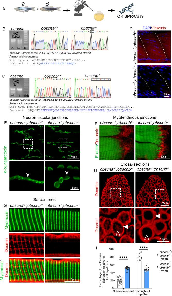 https://cdn.ncbi.nlm.nih.gov/pmc/blobs/ac23/10860686/3d0787a0734b/iovs-65-2-19-f003.jpg