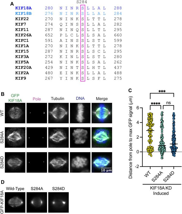 https://cdn.ncbi.nlm.nih.gov/pmc/blobs/ac25/10896213/cb0899038b7c/fmolb-11-1328077-g001.jpg
