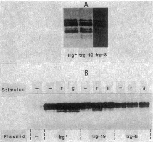 https://cdn.ncbi.nlm.nih.gov/pmc/blobs/ac29/212847/765282655d18/jbacter00206-0116-a.jpg