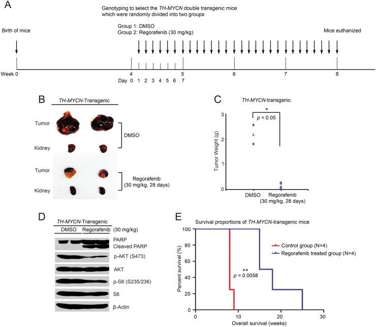 https://cdn.ncbi.nlm.nih.gov/pmc/blobs/ac3a/5732789/f195b4b46d83/oncotarget-08-104090-g006.jpg