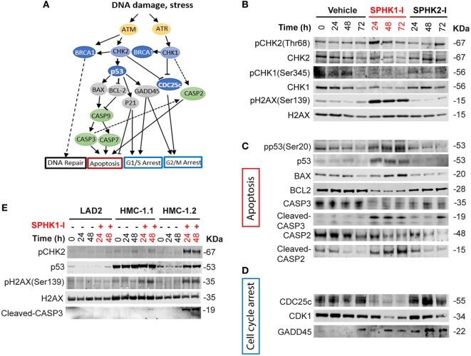 https://cdn.ncbi.nlm.nih.gov/pmc/blobs/ac3c/5883065/dc6902b501e6/fimmu-09-00631-g006.jpg