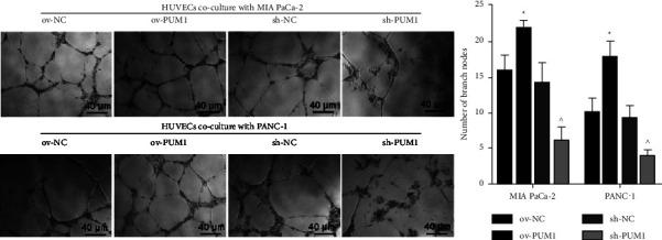 https://cdn.ncbi.nlm.nih.gov/pmc/blobs/ac48/11410436/31d8ea5a7906/CJGH2022-9202531.005.jpg