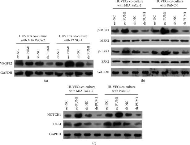 https://cdn.ncbi.nlm.nih.gov/pmc/blobs/ac48/11410436/803dd6953030/CJGH2022-9202531.006.jpg