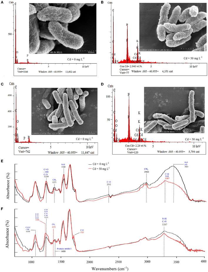 https://cdn.ncbi.nlm.nih.gov/pmc/blobs/ac4d/10149983/b7fc63381ead/fmicb-14-1162119-g0003.jpg