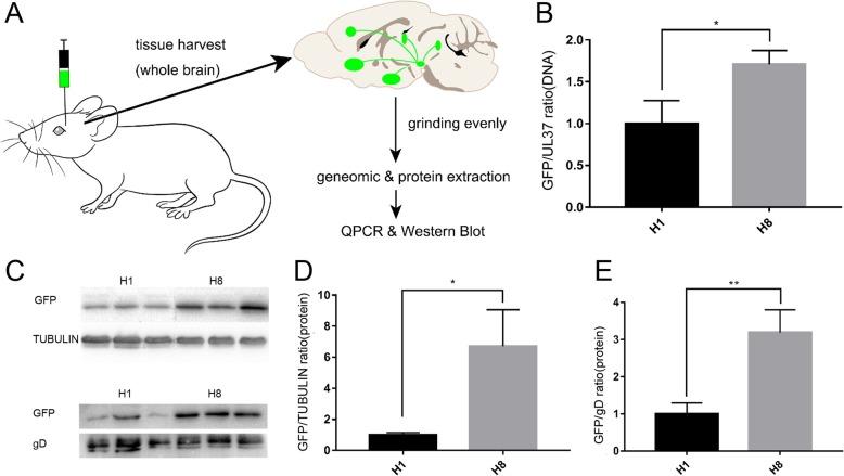 https://cdn.ncbi.nlm.nih.gov/pmc/blobs/ac4d/6958791/148fdd537bc3/13041_2020_544_Fig2_HTML.jpg
