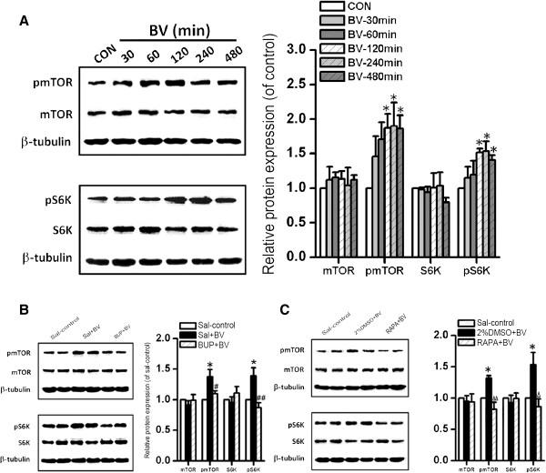 https://cdn.ncbi.nlm.nih.gov/pmc/blobs/ac50/3892125/7ee9ae2a07b9/1744-8069-9-64-1.jpg
