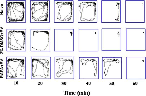 https://cdn.ncbi.nlm.nih.gov/pmc/blobs/ac50/3892125/be2a4578a202/1744-8069-9-64-4.jpg