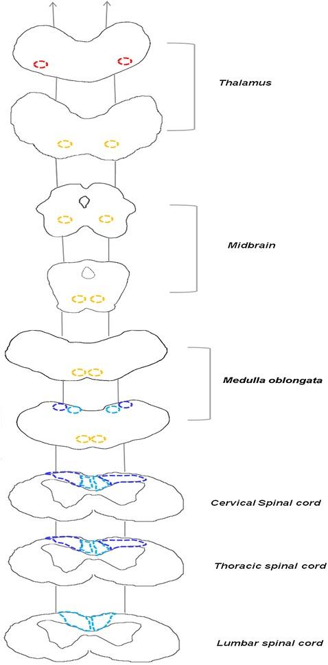 https://cdn.ncbi.nlm.nih.gov/pmc/blobs/ac50/4895804/473fa34d283c/13028_2016_218_Fig1_HTML.jpg