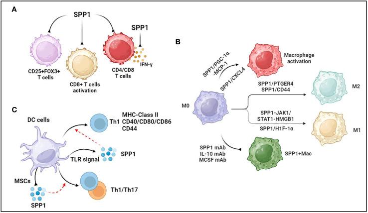 https://cdn.ncbi.nlm.nih.gov/pmc/blobs/ac53/11196619/23a618c3957f/fimmu-15-1395596-g001.jpg