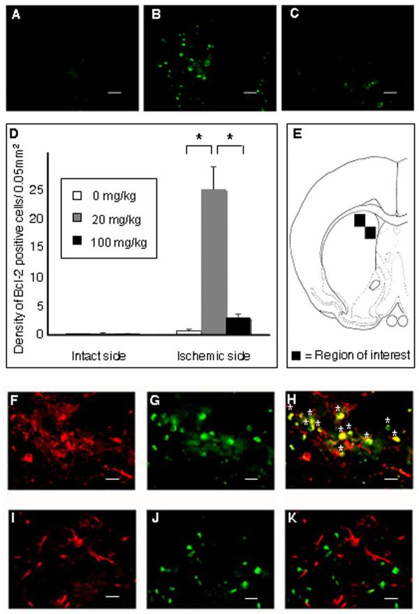 https://cdn.ncbi.nlm.nih.gov/pmc/blobs/ac55/2762982/fb626a33dd14/1471-2202-10-126-6.jpg
