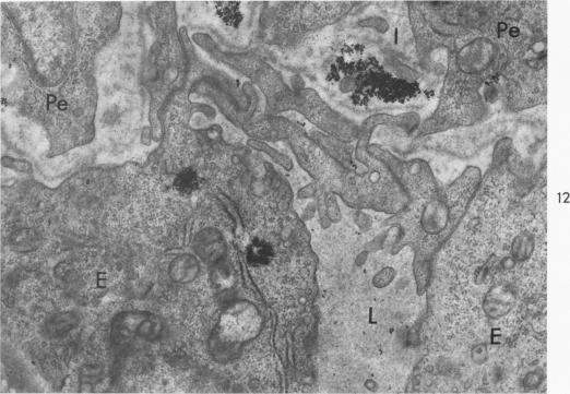https://cdn.ncbi.nlm.nih.gov/pmc/blobs/ac58/1965414/f63fbb29b628/amjpathol00265-0066-b.jpg