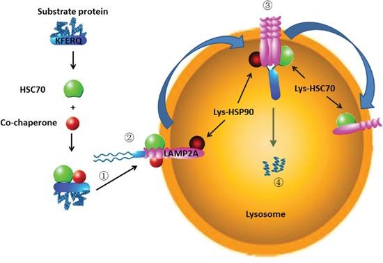 https://cdn.ncbi.nlm.nih.gov/pmc/blobs/ac59/5584305/7eb02a1e9d91/oncotarget-08-51970-g001.jpg