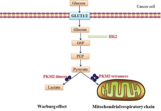 https://cdn.ncbi.nlm.nih.gov/pmc/blobs/ac59/5584305/89c075fd8b2d/oncotarget-08-51970-g003.jpg