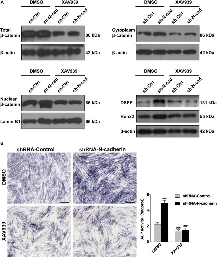 https://cdn.ncbi.nlm.nih.gov/pmc/blobs/ac59/8042212/9faa1ebd42b7/fcell-09-661116-g005.jpg